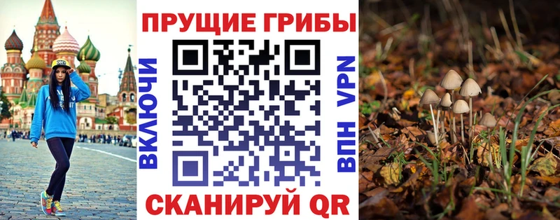 Псилоцибиновые грибы Psilocybine cubensis  Сыктывкар 